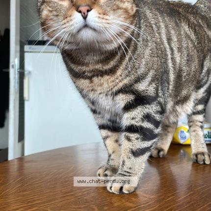 Photo 1/1 Sylvestre Chat perdu à Chateaugay