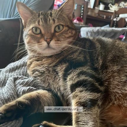 Photo 1/1 Chat retrouvé Perdu à Chateaugay
