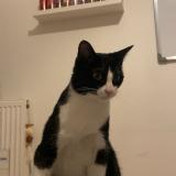 Photo de chat perdu à Gennevilliers