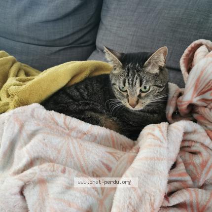 Photo 1/1 Rom&eacute;o Chat perdu à Talence