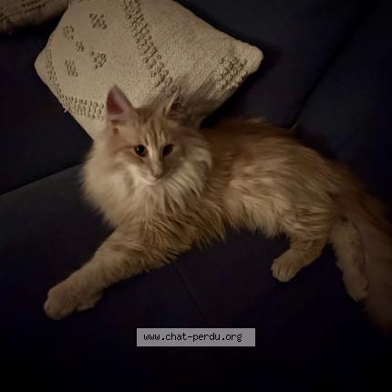 Photo 1/1 Amos Chat perdu à Veyziat