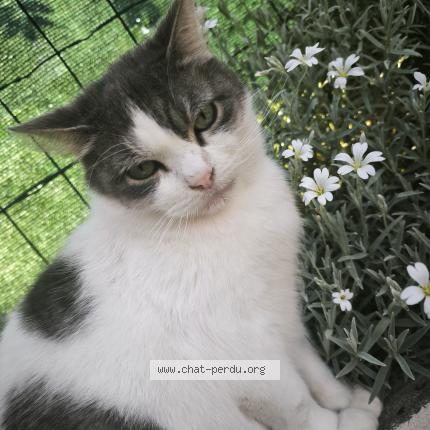 Photo 1/1 Némo Chat perdu à Maroeuil