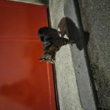 Photo de chat trouvé à Paris