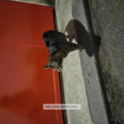 Photo 1/1 Chat trouvé Trouvé à Paris