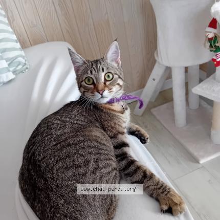 Photo 1/1 Pépette Chat perdu à Le pouliguen