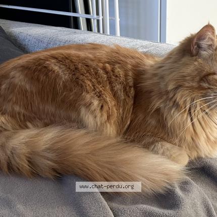 Photo 1/1 BENABBI Yannis Chat perdu à Noisy le grand