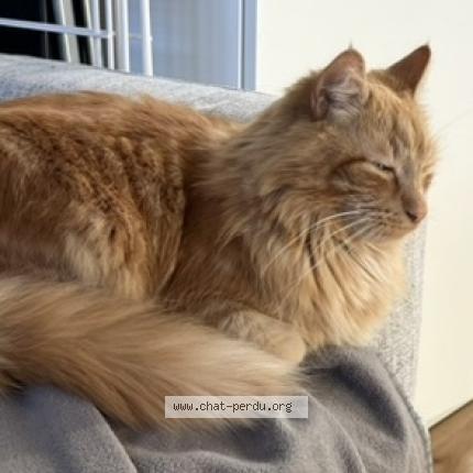 Photo 1/1 BENABBI Yannis Chat perdu à Noisy le grand