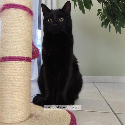 Photo 1/1 Morice Chat perdu à Laubach