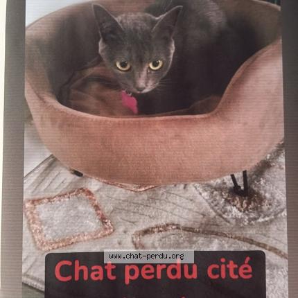 Photo 1/1 Mizo Chat perdu à Saint Denis