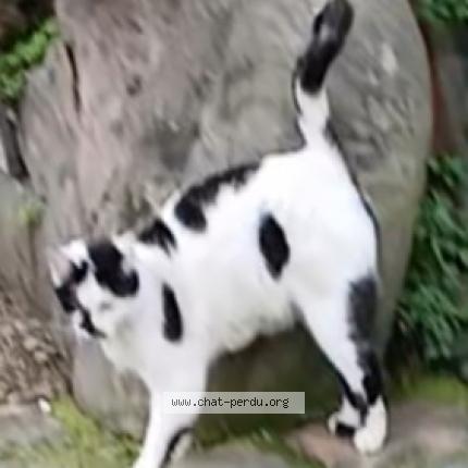 Photo 1/1 Miquetta Chat perdu à Paris