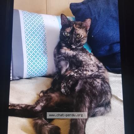 Photo 1/1 Kitty Chat perdu à Charvieu chavagneux