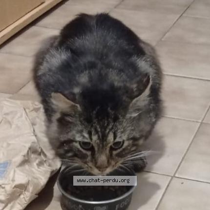 Photo 1/1 Chat trouvé Trouvé à Feyzin