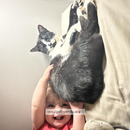 Photo 1/1 Arlo Chat perdu à Beziers