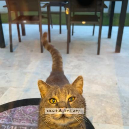 Photo 1/1 Chat trouvé Trouvé à Saint ouen l aumone