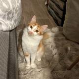 Photo de chat perdu à Villeneuve D Ascq