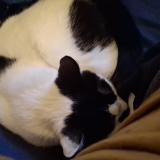 Photo de chat trouvé à Rechthalten