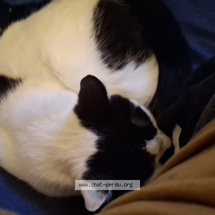 Photo 1/1 Chat trouvé Trouvé à Rechthalten