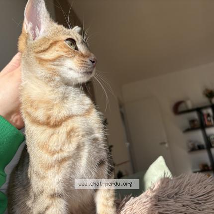 Photo 1/1 Symi Chat perdu à Paris