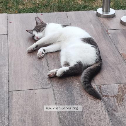 Photo 1/2 tiky Chat perdu à Le blanc mesnil