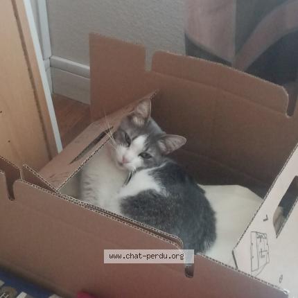 Photo 2/2 tiky Chat perdu à Le blanc mesnil