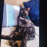 Photo de chat trouvé à Charvieu Chavagneux