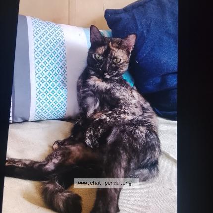 Photo 1/1 Chat trouvé Trouvé à Charvieu chavagneux