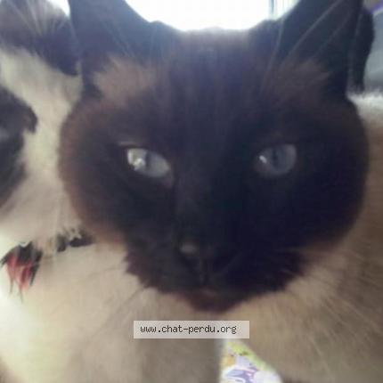 Photo 1/1 Chatouille Chat perdu à Commequiers