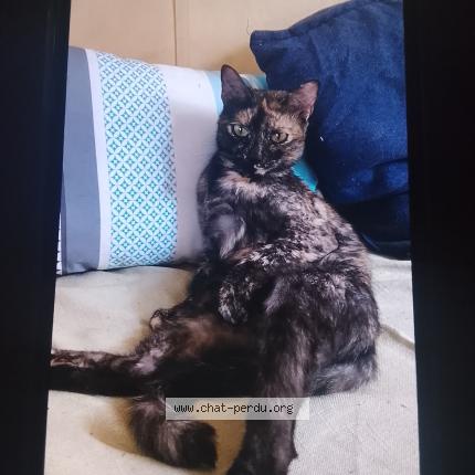 Photo 1/1 Kitty Chat perdu à Charvieu chavagneux