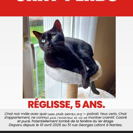Photo 1/1 Réglisse Chat perdu à Nantes