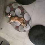 Photo de chat perdu à Echirolles