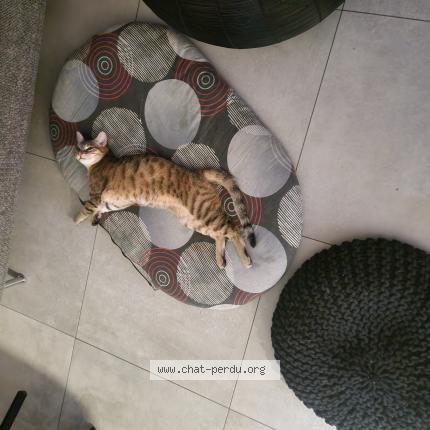 Photo 1/1 winny Chat perdu à Echirolles