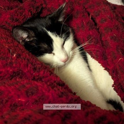 Photo 1/4 Ninou Chat perdu à Sermamagny