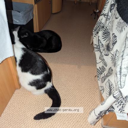 Photo 2/4 Ninou Chat perdu à Sermamagny