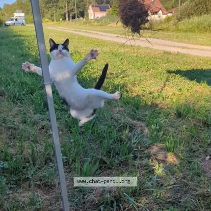 Photo 3/4 Ninou Chat perdu à Sermamagny