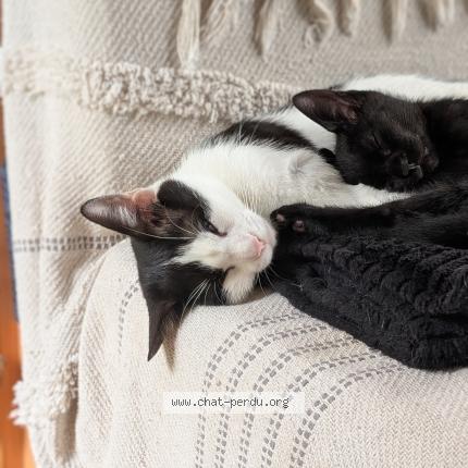 Photo 4/4 Ninou Chat perdu à Sermamagny