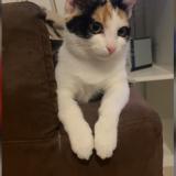 Photo de chat perdu à Montmagny