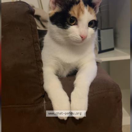 Photo 1/4 Xena Chat perdu à Montmagny