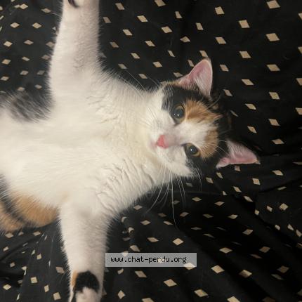 Photo 2/4 Xena Chat perdu à Montmagny