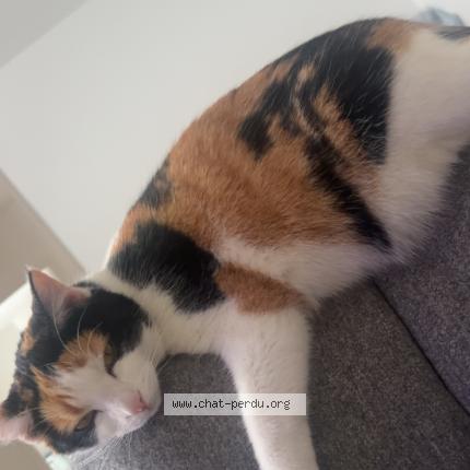 Photo 3/4 Xena Chat perdu à Montmagny