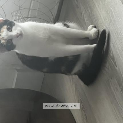 Photo 4/4 Xena Chat perdu à Montmagny