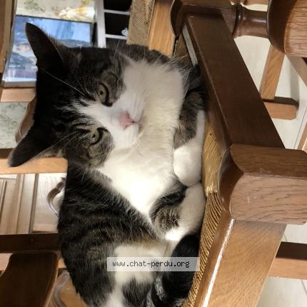 Photo 1/1 Ulysse Chat perdu à Mondelange