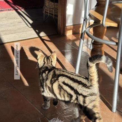 Photo 1/1 Lua Chat perdu à Les gets