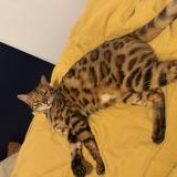 Photo de chat perdu à La Ravoire