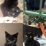 Photo de chat perdu à Besancon