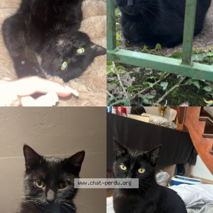 Photo 1/1 Vini Chat perdu à Besancon