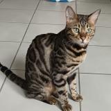 Photo de chat perdu à Vif