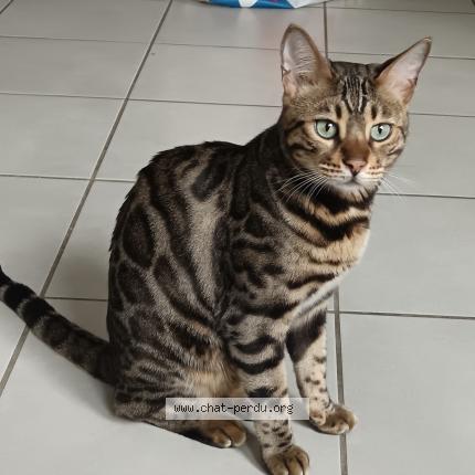 Photo 1/1 Uska Chat perdu à Vif