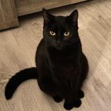 Photo de chat perdu à Echillais