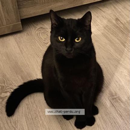 Photo 1/1 Mercredi Chat perdu à Echillais