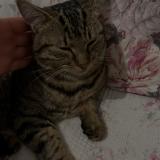 Photo de chat perdu à Lorris